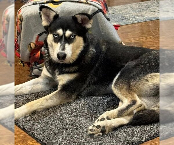 Medium Photo #2 Siberian Husky Puppy For Sale in Omaha, NE, USA