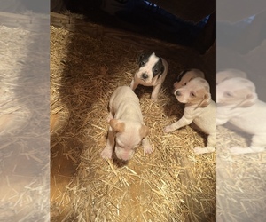 Pointer Puppy for sale in SOUTH COFFEYVILLE, OK, USA