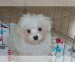 Small Photo #4 Maltese Puppy For Sale in ORO VALLEY, AZ, USA