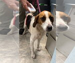 Small #2 Mutt