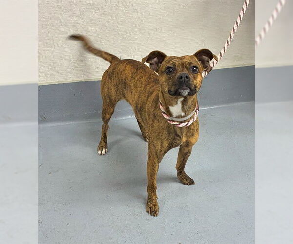 Medium Photo #1 Chihuahua-Unknown Mix Puppy For Sale in Louisville, KY, USA