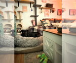 Small Photo #8 Labrador Retriever-Unknown Mix Puppy For Sale in Mount Laurel, NJ, USA