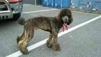 Small Photo #11 Goldendoodle-Poodle (Standard) Mix Puppy For Sale in BOWIE, MD, USA