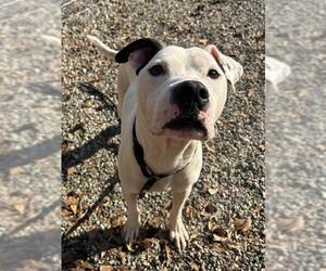 American Pit Bull Terrier-Unknown Mix Dogs for adoption in Palmetto, FL, USA