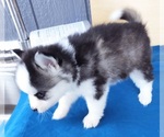Small Photo #20 Pomsky Puppy For Sale in PUNTA GORDA, FL, USA