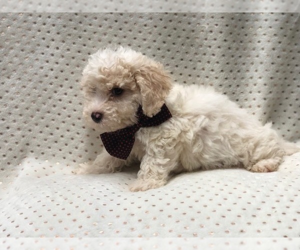 Medium Photo #6 Poochon Puppy For Sale in LAKELAND, FL, USA