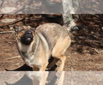 Small #13 German Shepherd Dog