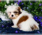 Small #8 Shih Tzu