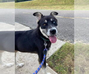 Huskies -Unknown Mix Dogs for adoption in Columbus, IN, USA