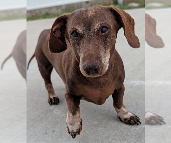 Medium Photo #3 Dachshund Puppy For Sale in Shelbyville, TN, USA