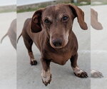 Small #2 Dachshund