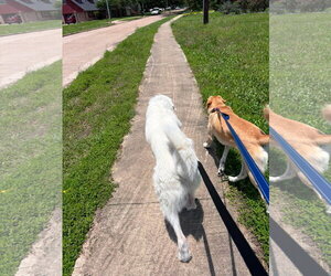 Max - Male Great Pyrenees-Unknown Mix Dog for Adoption - Photo #7