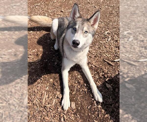 Medium Photo #1 Siberian Husky Puppy For Sale in Waterford, VA, USA