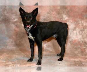 Mutt Dogs for adoption in West Valley, UT, USA