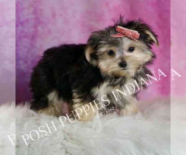 Medium Photo #26 Morkie Puppy For Sale in WARSAW, IN, USA