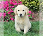 Small Golden Retriever