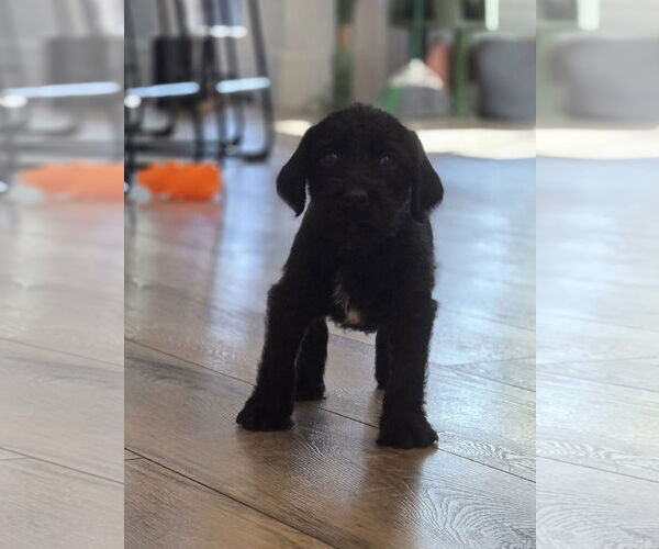 Medium Photo #1 Labrador Retriever-Unknown Mix Puppy For Sale in The Woodlands, TX, USA