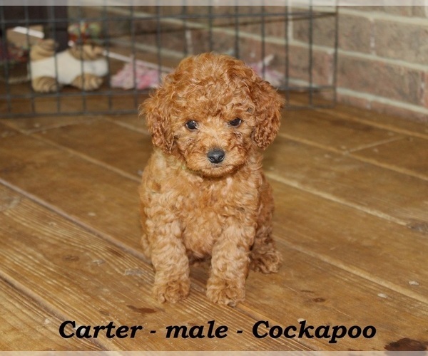 Medium Photo #4 Cock-A-Poo Puppy For Sale in CLARKRANGE, TN, USA