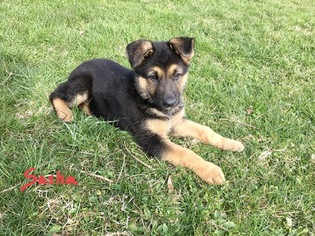 German Shepherd Dog Puppy for sale in KILLBUCK, OH, USA