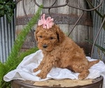 Small Photo #37 Cavapoo Puppy For Sale in GOSHEN, IN, USA