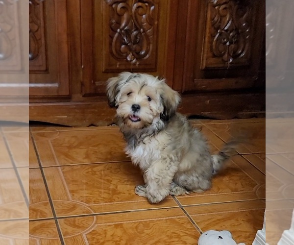 Medium Photo #5 Lhasa Apso Puppy For Sale in PHOENIX, AZ, USA