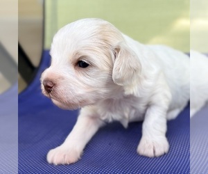 Medium Cavapoo (Miniature)