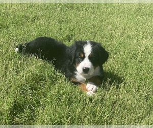 Bernese Mountain Dog Puppy for sale in ALTUS, OK, USA