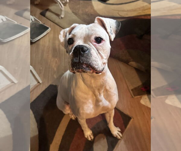 Medium Photo #3 Boxer Puppy For Sale in Dumont, NJ, USA