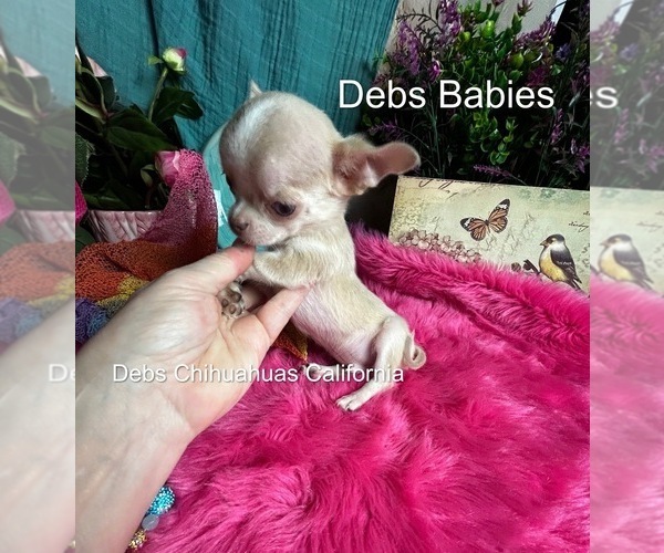 Medium Photo #2 Chihuahua Puppy For Sale in TRACY, CA, USA