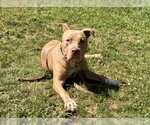 Small #2 American Pit Bull Terrier