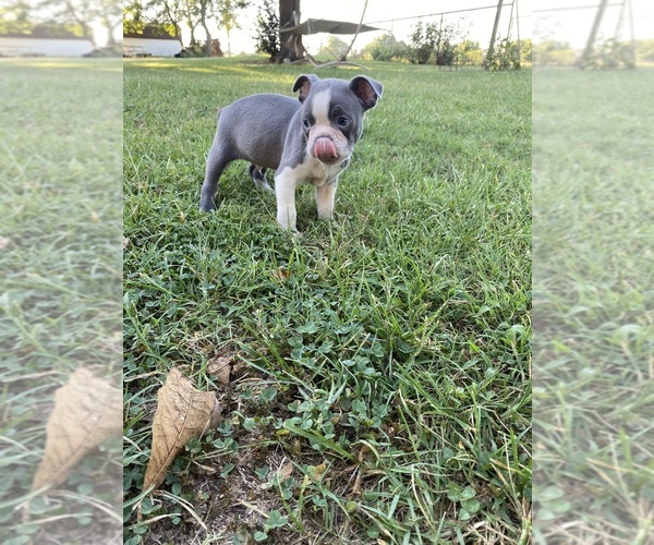 Medium Photo #11 Faux Frenchbo Bulldog Puppy For Sale in FREDONIA, KS, USA