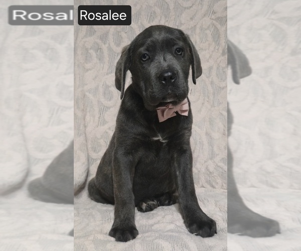Medium Photo #12 Cane Corso Puppy For Sale in MINERAL WELLS, WV, USA