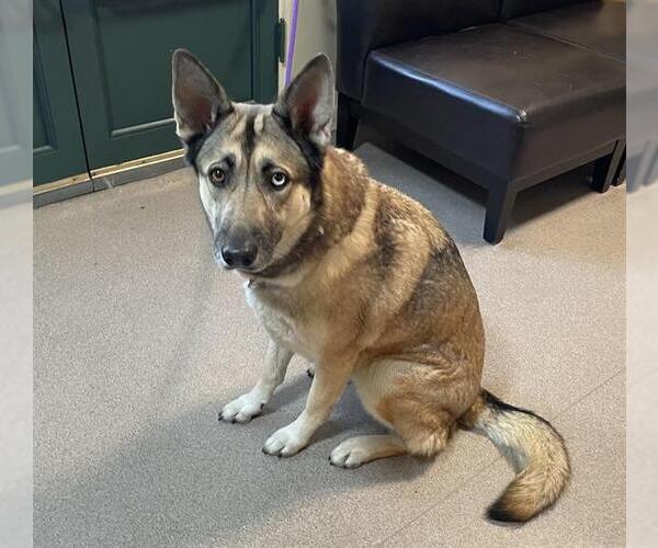 Medium Photo #1 Siberian Husky-Unknown Mix Puppy For Sale in Pasadena, CA, USA