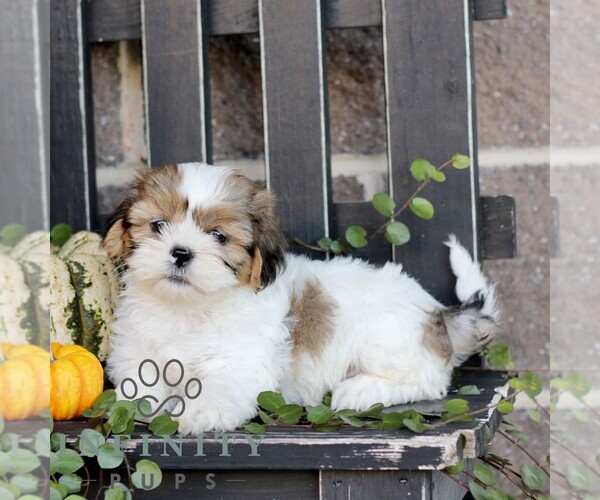 Medium Photo #3 Shih Tzu Puppy For Sale in GORDONVILLE, PA, USA