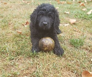 Bernedoodle Puppy for Sale in EPHRATA, Pennsylvania USA