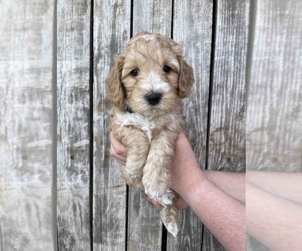 Medium Photo #16 Australian Labradoodle Puppy For Sale in RICHLAND, WA, USA