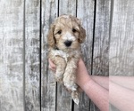 Small Photo #16 Australian Labradoodle Puppy For Sale in RICHLAND, WA, USA