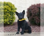 Small Belgian Malinois