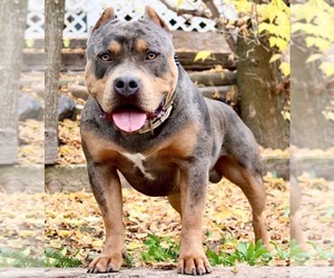 Father of the American Bully puppies born on 03/05/2022