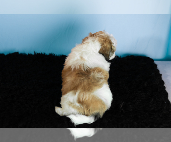 Medium Photo #5 Zuchon Puppy For Sale in WOLCOTTVILLE, IN, USA