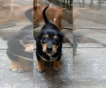 Small #6 Beagle Mix