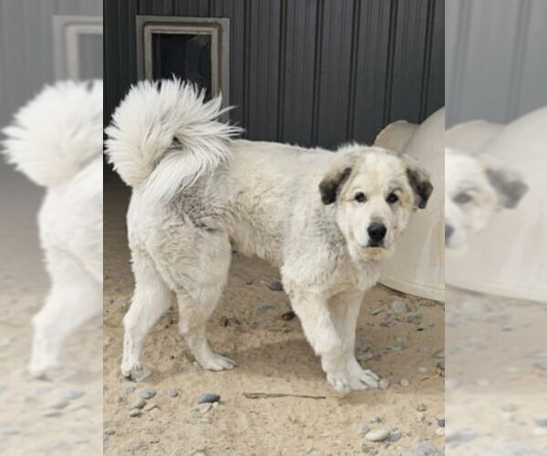 Medium Photo #2 Great Pyrenees Puppy For Sale in PEYTON, CO, USA