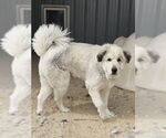 Small #1 Great Pyrenees
