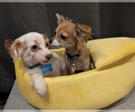 Small #8 Chihuahua-Colonial Cocker Spaniel Mix
