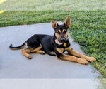 Small #1 German Shepherd Dog Mix