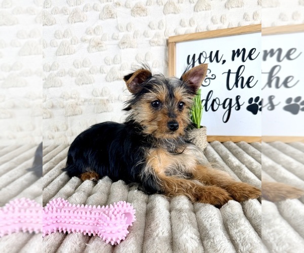 Medium Photo #2 Yorkshire Terrier Puppy For Sale in GREENFIELD, IN, USA