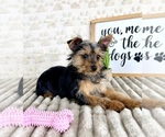 Small #1 Yorkshire Terrier