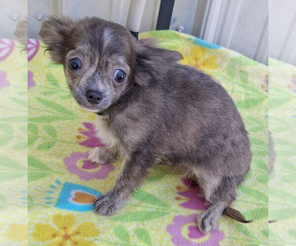Medium Photo #1 Chihuahua Puppy For Sale in Mountain View, MO, USA