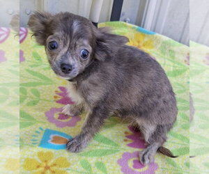 Chihuahua Dogs for adoption in Mountain View, MO, USA