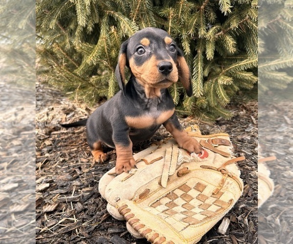 Medium Photo #5 Dachshund Puppy For Sale in MIDDLEBURY, IN, USA